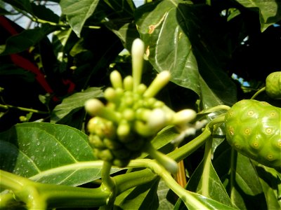 Tumbong-aso LUIANG-USIU Zijngiber zerumbet (Linn.) Apatot Morinda citrifolia Linn. NONI Hai ba ji Tumbong-aso (Philippines) Sta. Cruz Elementary (Elevated Multi-Purpose Building) and National High Sch