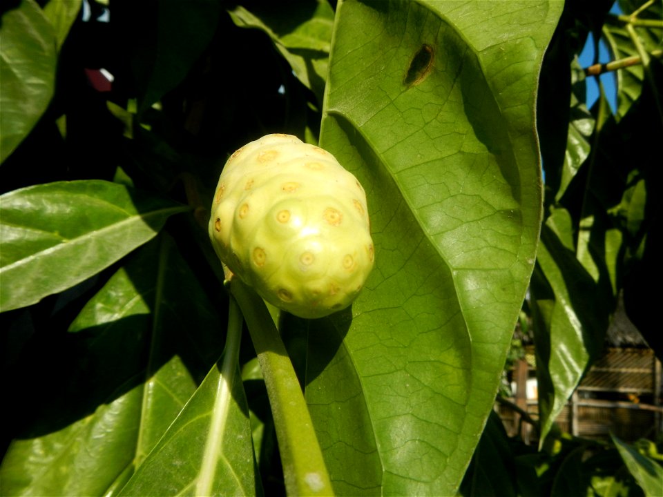 Tumbong-aso LUIANG-USIU Zijngiber zerumbet (Linn.) Apatot Morinda citrifolia Linn. NONI Hai ba ji Tumbong-aso (Philippines) Sta. Cruz Elementary (Elevated Multi-Purpose Building) and National High Sch