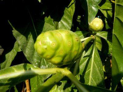 Tumbong-aso LUIANG-USIU Zijngiber zerumbet (Linn.) Apatot Morinda citrifolia Linn. NONI Hai ba ji Tumbong-aso (Philippines) Sta. Cruz Elementary (Elevated Multi-Purpose Building) and National High Sch photo