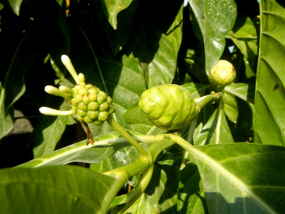 Tumbong-aso LUIANG-USIU Zijngiber zerumbet (Linn.) Apatot Morinda citrifolia Linn. NONI Hai ba ji Tumbong-aso (Philippines) Sta. Cruz Elementary (Elevated Multi-Purpose Building) and National High Sch