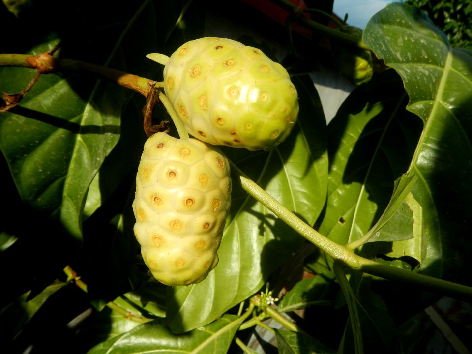 Tumbong-aso LUIANG-USIU Zijngiber zerumbet (Linn.) Apatot Morinda citrifolia Linn. NONI Hai ba ji Tumbong-aso (Philippines) Sta. Cruz Elementary (Elevated Multi-Purpose Building) and National High Sch