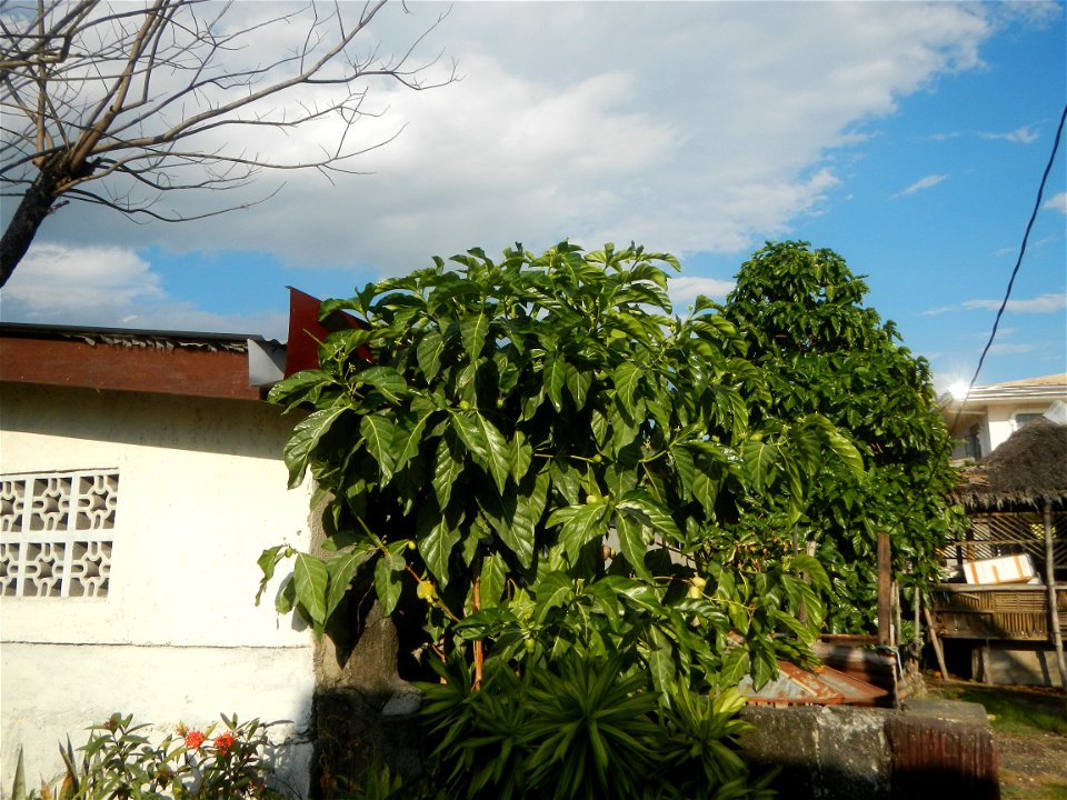 Tumbong-aso LUIANG-USIU Zijngiber zerumbet (Linn.) Apatot Morinda citrifolia Linn. NONI Hai ba ji Tumbong-aso (Philippines) Sta. Cruz Elementary (Elevated Multi-Purpose Building) and National High Sch