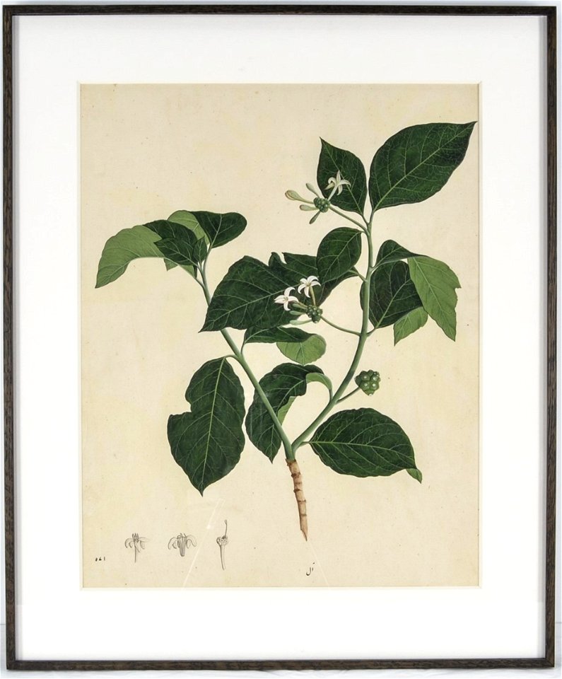 Illustrated single work; Codices