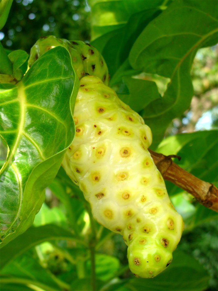 Noni o fruto de la planta Morinda citrifolia
