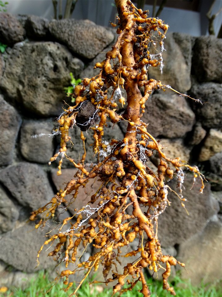 Meloidogyne sp. on Morinda citrifolia (noni)