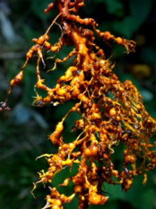 Meloidogyne sp. on Morinda citrifolia (noni) photo