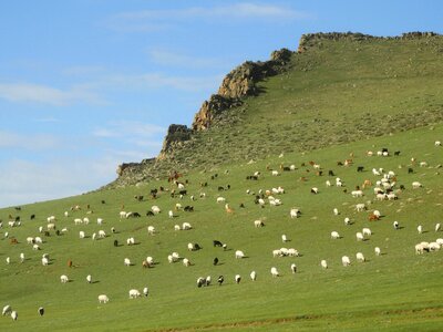 Goats sheep herd photo