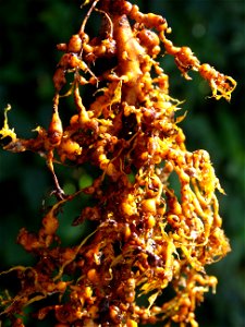 Meloidogyne sp. on Morinda citrifolia (noni) photo