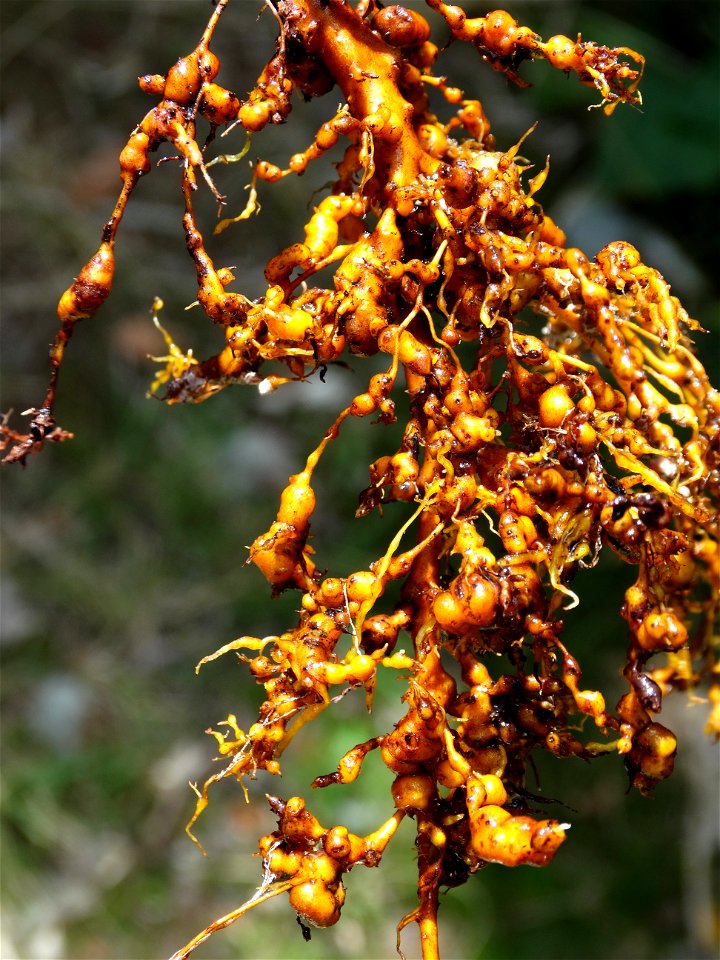 Meloidogyne sp. on Morinda citrifolia (noni)