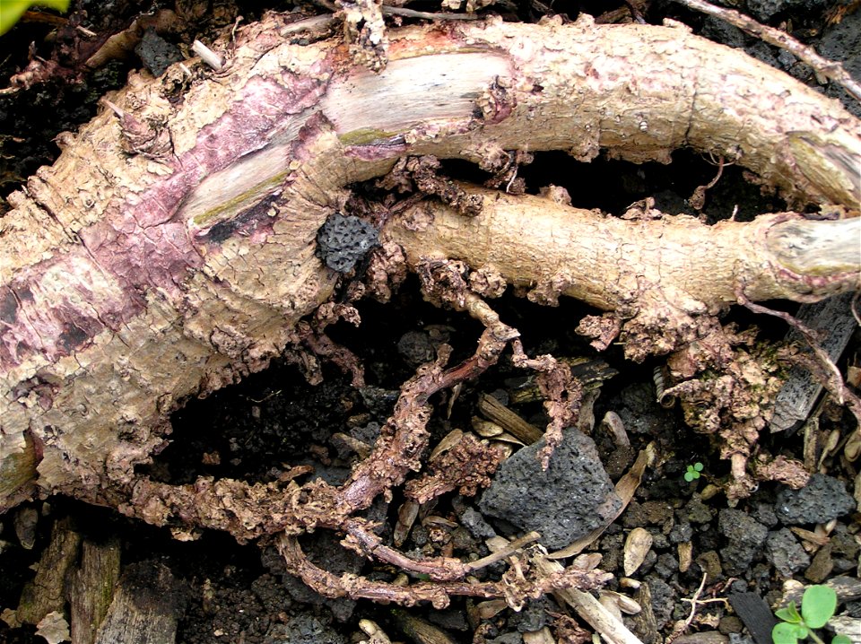 Meloidogyne sp. on Morinda citrifolia (noni)