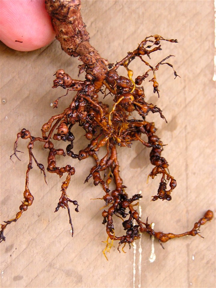 Meloidogyne sp. on Morinda citrifolia (noni)