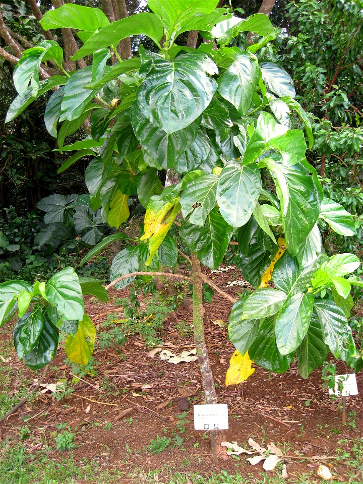 Morinda citrifolia in Lyon Arboretum, Hawaii, USA.
