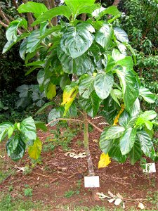 Morinda citrifolia in Lyon Arboretum, Hawaii, USA.