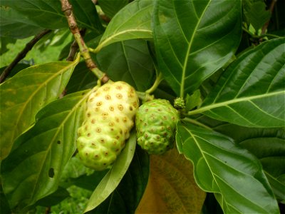 Unidentified fruit, Mexico