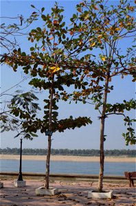 Alstonia scholaris in Kratie, Cambodia