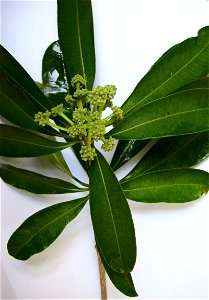 Alstonia scholaris flowers