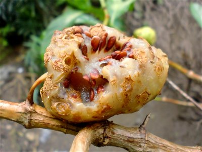 A rotten noni fruit