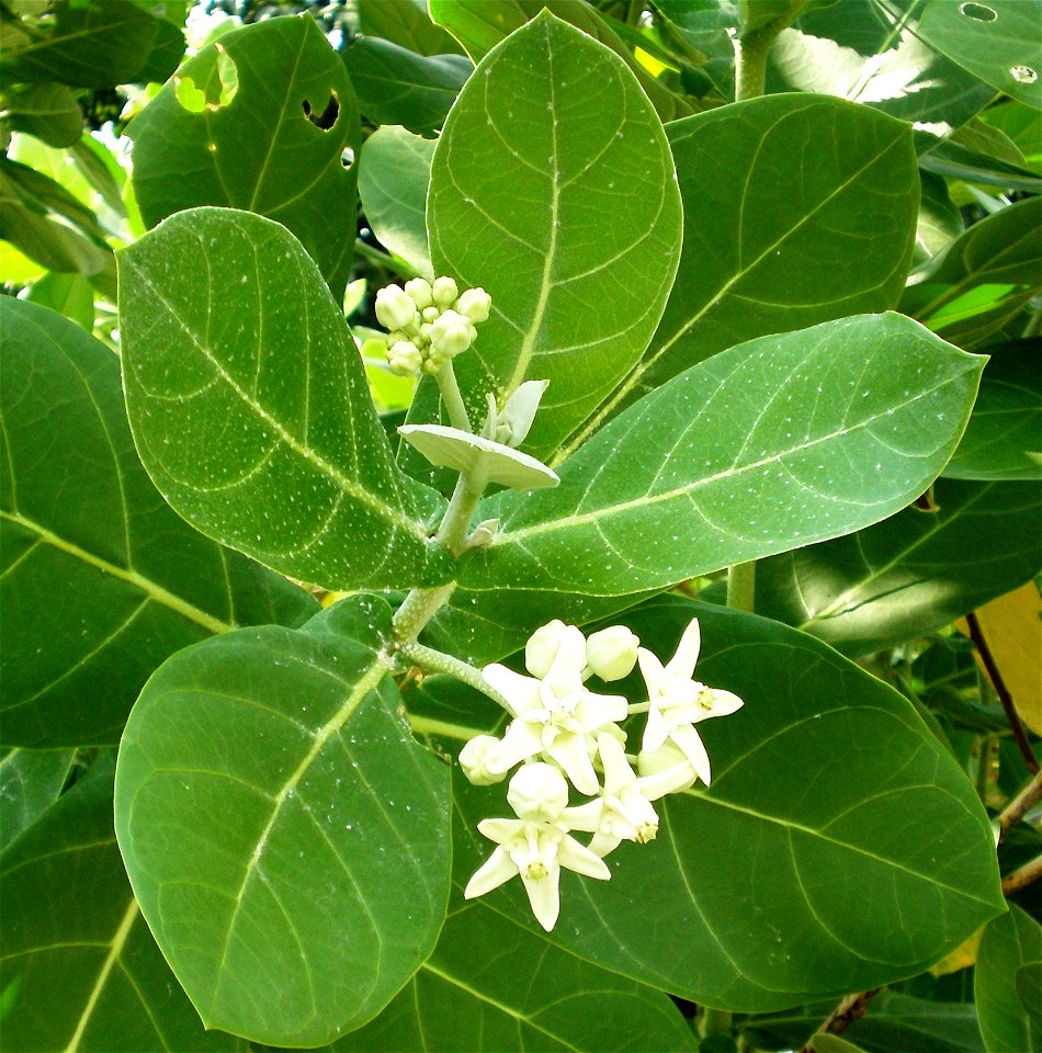 Calotropis gigantea (Apocynaceae)