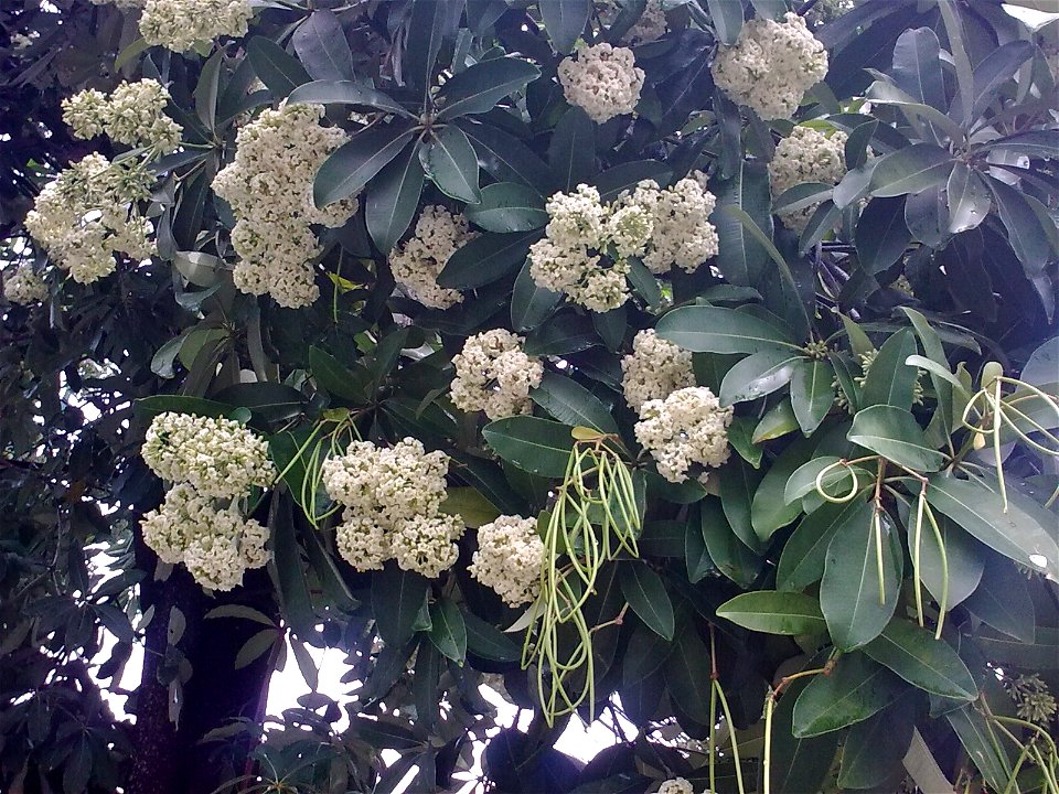 Unidentified plant in Krabi, Thailand