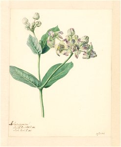 IdentificatieTitel(s): Calotropis. Asclepias gigantea (titel op object)Objecttype: tekening Objectnummer: RP-T-2013-58-16VervaardigingVervaardiger: tekenaar: Hendrik SchwegmanPlaats vervaardiging: Ned