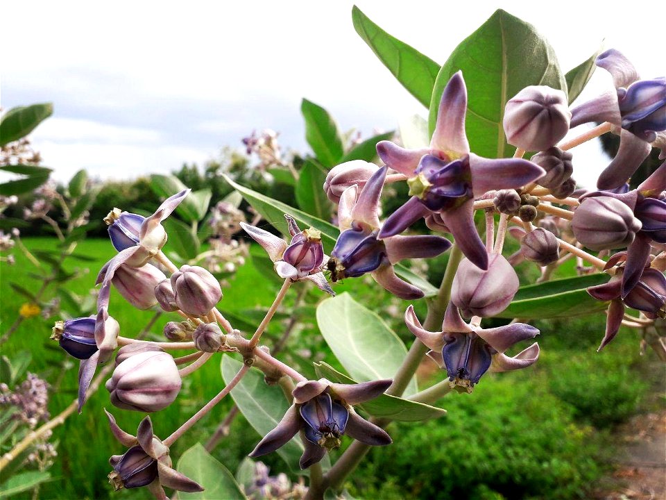 Calotropis gigantea