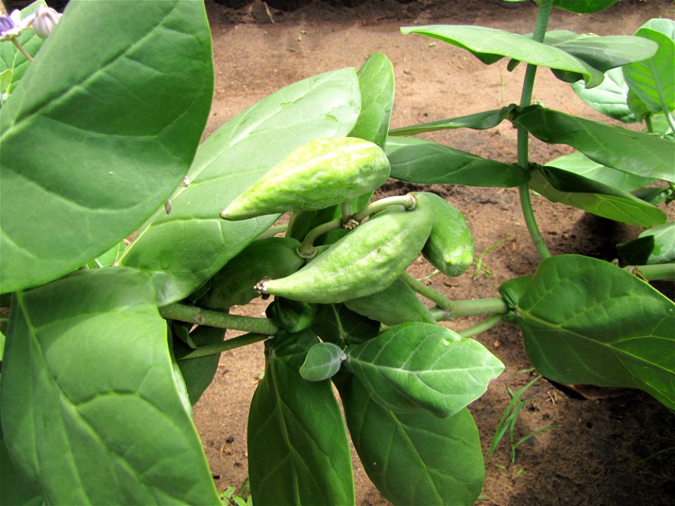 Früchte von Calotropis gigantea, 11.05.2012, Mwabungo, Kenia