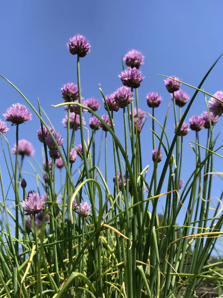 Chives herb bloom photo