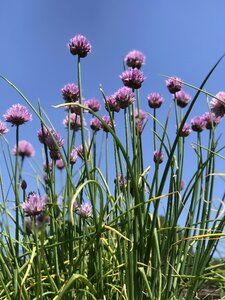 Chives herb bloom photo