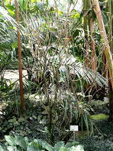 Tabernaemontana divaricata specimen in the Botanischer Garten München-Nymphenburg, Munich, Germany.