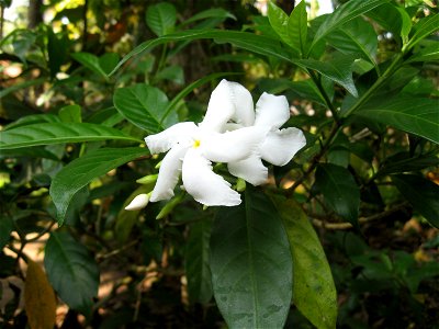 Crape Jasmine flower