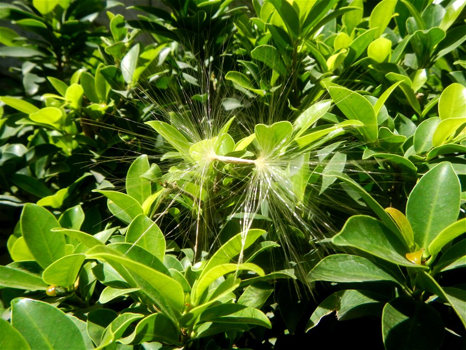 Close-up photographs of seeds and flowers of Adenium obesum (cultivated) in the Philippines  Adenium multiflorum   Adenium obesum   Plumiera acuminata  Dwarf Kalachuchi  Adeniums, or commonly known as