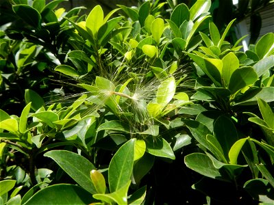 Close-up photographs of seeds and flowers of Adenium obesum (cultivated) in the Philippines  Adenium multiflorum   Adenium obesum   Plumiera acuminata  Dwarf Kalachuchi  Adeniums, or commonly known as