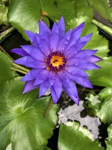Water flower lotus leaf yellow gerbera