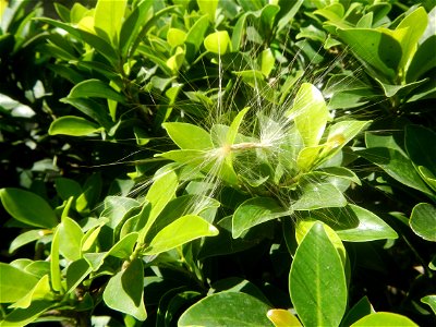 Close-up photographs of seeds and flowers of Adenium obesum (cultivated) in the Philippines  Adenium multiflorum   Adenium obesum   Plumiera acuminata  Dwarf Kalachuchi  Adeniums, or commonly known as