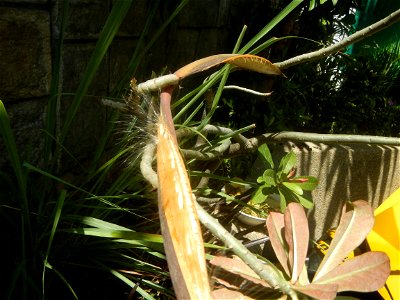Close-up photographs of seeds and flowers of Adenium obesum (cultivated) in the Philippines  Adenium multiflorum   Adenium obesum   Plumiera acuminata  Dwarf Kalachuchi  Adeniums, or commonly known as