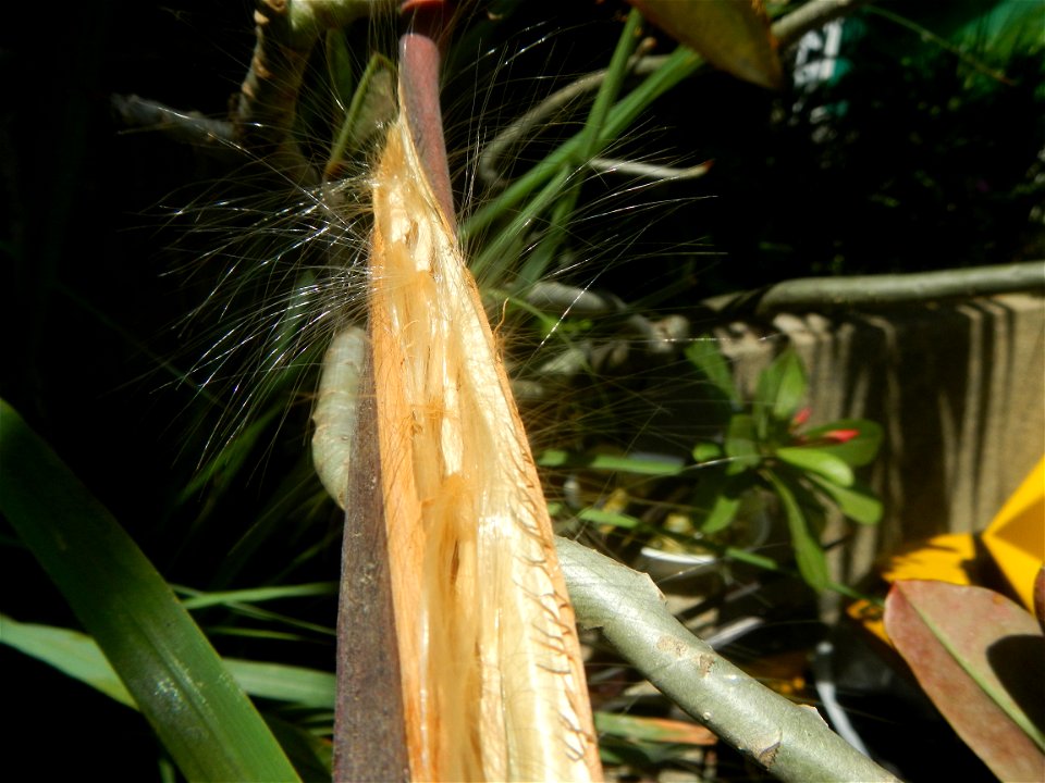 Close-up photographs of seeds and flowers of Adenium obesum (cultivated) in the Philippines  Adenium multiflorum   Adenium obesum   Plumiera acuminata  Dwarf Kalachuchi  Adeniums, or commonly known as