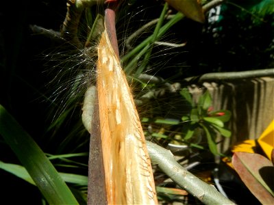 Close-up photographs of seeds and flowers of Adenium obesum (cultivated) in the Philippines  Adenium multiflorum   Adenium obesum   Plumiera acuminata  Dwarf Kalachuchi  Adeniums, or commonly known as