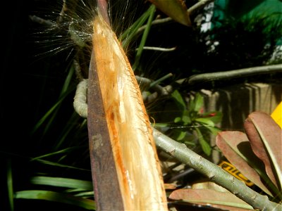 Close-up photographs of seeds and flowers of Adenium obesum (cultivated) in the Philippines  Adenium multiflorum   Adenium obesum   Plumiera acuminata  Dwarf Kalachuchi  Adeniums, or commonly known as