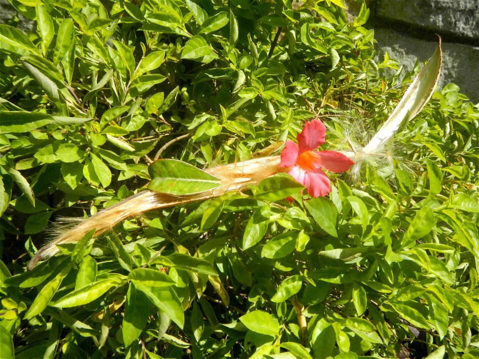 Close-up photographs of seeds and flowers of Adenium obesum (cultivated) in the Philippines  Adenium multiflorum   Adenium obesum   Plumiera acuminata  Dwarf Kalachuchi  Adeniums, or commonly known as