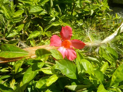 Close-up photographs of seeds and flowers of Adenium obesum (cultivated) in the Philippines  Adenium multiflorum   Adenium obesum   Plumiera acuminata  Dwarf Kalachuchi  Adeniums, or commonly known as