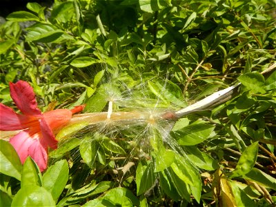 Close-up photographs of seeds and flowers of Adenium obesum (cultivated) in the Philippines  Adenium multiflorum   Adenium obesum   Plumiera acuminata  Dwarf Kalachuchi  Adeniums, or commonly known as