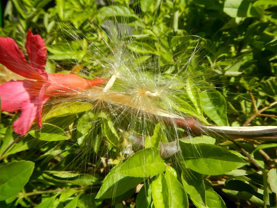 Close-up photographs of seeds and flowers of Adenium obesum (cultivated) in the Philippines  Adenium multiflorum   Adenium obesum   Plumiera acuminata  Dwarf Kalachuchi  Adeniums, or commonly known as