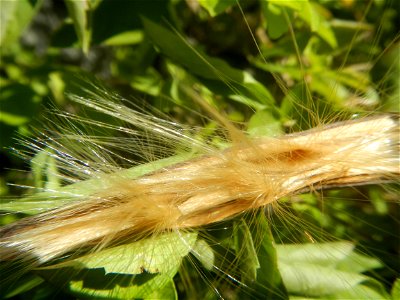 Close-up photographs of seeds and flowers of Adenium obesum (cultivated) in the Philippines  Adenium multiflorum   Adenium obesum   Plumiera acuminata  Dwarf Kalachuchi  Adeniums, or commonly known as