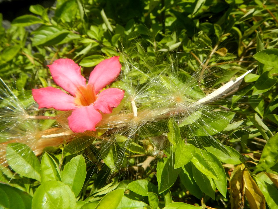 Close-up photographs of seeds and flowers of Adenium obesum (cultivated) in the Philippines  Adenium multiflorum   Adenium obesum   Plumiera acuminata  Dwarf Kalachuchi  Adeniums, or commonly known as