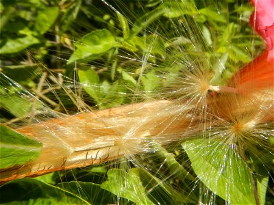 Close-up photographs of seeds and flowers of Adenium obesum (cultivated) in the Philippines  Adenium multiflorum   Adenium obesum   Plumiera acuminata  Dwarf Kalachuchi  Adeniums, or commonly known as