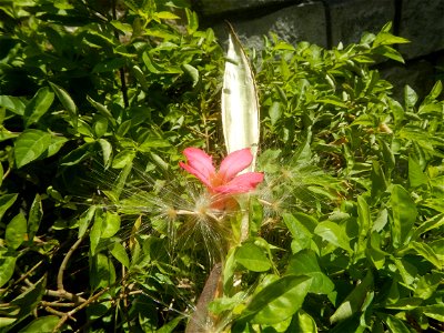 Close-up photographs of seeds and flowers of Adenium obesum (cultivated) in the Philippines  Adenium multiflorum   Adenium obesum   Plumiera acuminata  Dwarf Kalachuchi  Adeniums, or commonly known as
