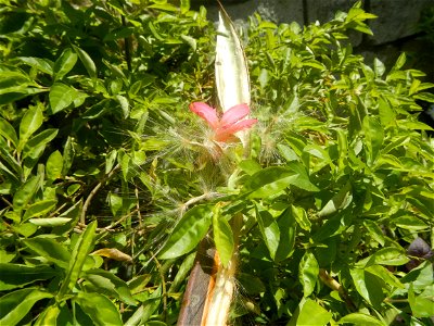 Close-up photographs of seeds and flowers of Adenium obesum (cultivated) in the Philippines  Adenium multiflorum   Adenium obesum   Plumiera acuminata  Dwarf Kalachuchi  Adeniums, or commonly known as