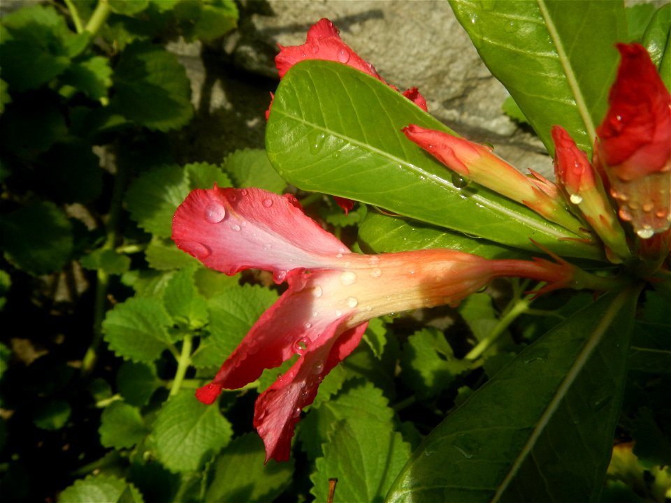 Water droplets on Adenium obesum flowers in the Philippines of food cuisine in Poblacion, Baliuag, Bulacan Category:Sitios and puroks of the Philippines Subdivisions of the Philippines Barangay Poblac