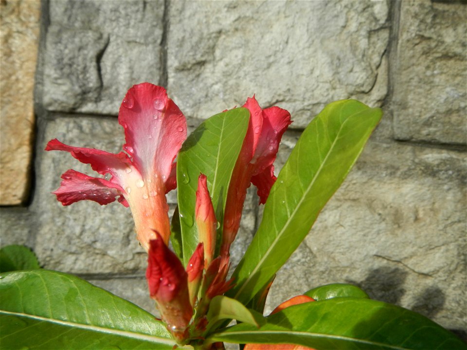 Water droplets on Adenium obesum flowers in the Philippines of food cuisine in Poblacion, Baliuag, Bulacan Category:Sitios and puroks of the Philippines Subdivisions of the Philippines Barangay Poblac