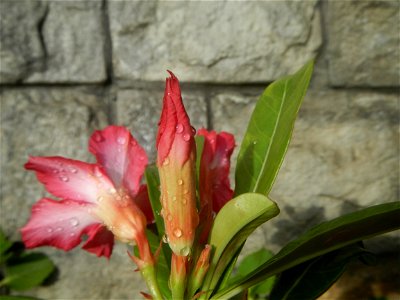 Water droplets on Adenium obesum flowers in the Philippines of food cuisine in Poblacion, Baliuag, Bulacan Category:Sitios and puroks of the Philippines Subdivisions of the Philippines Barangay Poblac